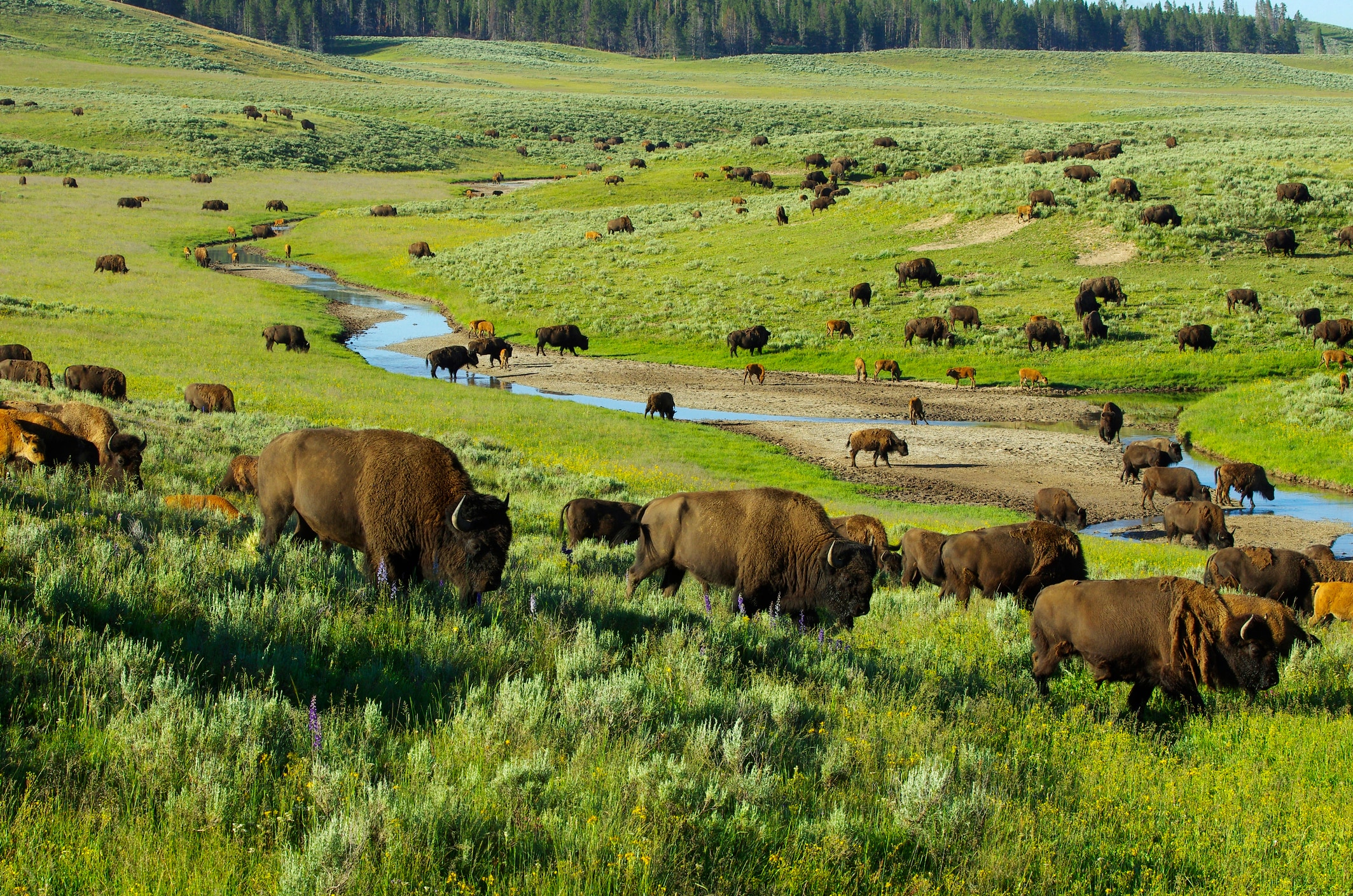 American bison grazing in Yellowstone National Park near a stream